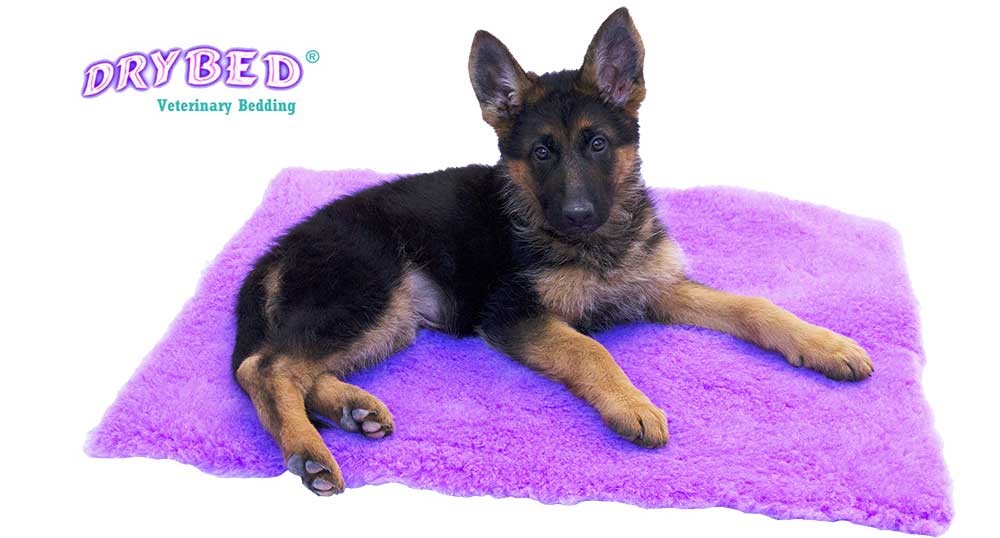 Drybed® Veterinary Bedding